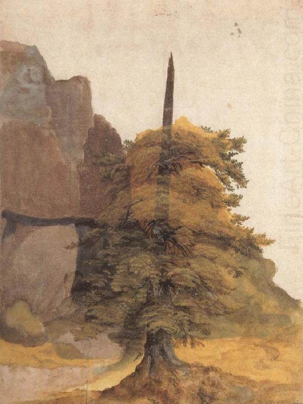 Albrecht Durer A Tree in a Quarry china oil painting image